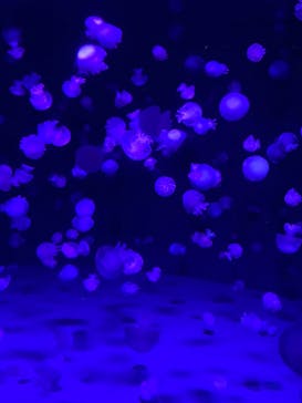 京都水族館に投稿された画像（2022/7/28）