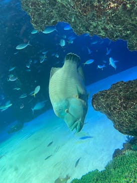 サンシャイン水族館に投稿された画像（2022/7/28）