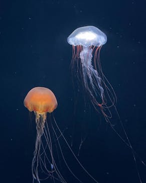 サンシャイン水族館に投稿された画像（2022/7/28）