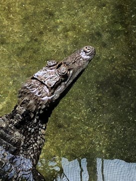 沖縄こどもの国に投稿された画像（2022/7/28）