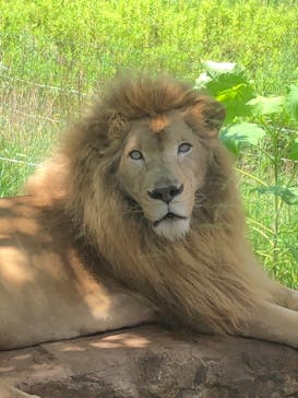 秋吉台自然動物公園 サファリランドに投稿された画像（2022/7/28）