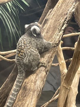 カワスイ 川崎⽔族館に投稿された画像（2022/7/28）