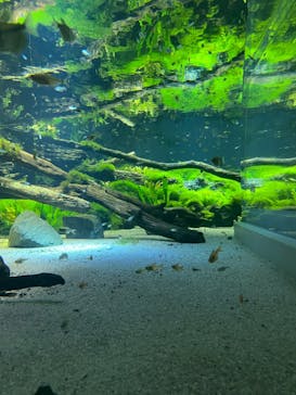 カワスイ 川崎⽔族館に投稿された画像（2022/7/28）