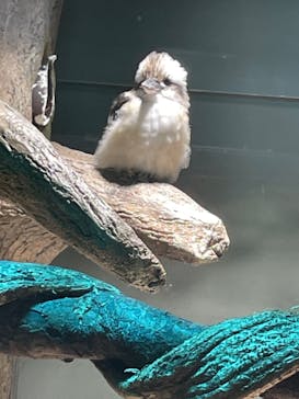 カワスイ 川崎⽔族館に投稿された画像（2022/7/28）