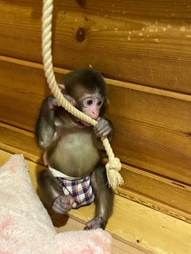 おさるランド＆アニタウン　日光さる軍団劇場に投稿された画像（2022/7/28）