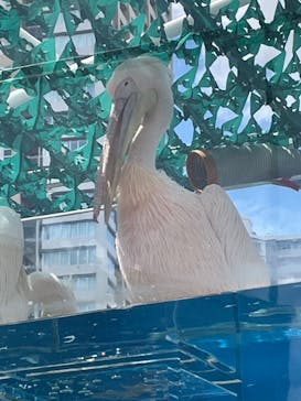 サンシャイン水族館に投稿された画像（2022/7/28）