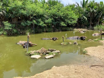 石垣島ドリーム観光に投稿された画像（2022/7/28）