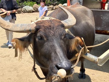 石垣島ドリーム観光に投稿された画像（2022/7/28）