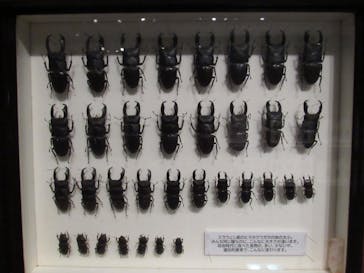 体感するファーブル昆虫展 NAGOYAに投稿された画像（2022/7/28）