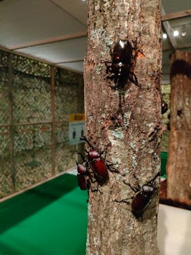 体感するファーブル昆虫展 NAGOYAに投稿された画像（2022/7/28）