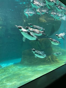 アクアワールド茨城県大洗水族館に投稿された画像（2022/7/28）
