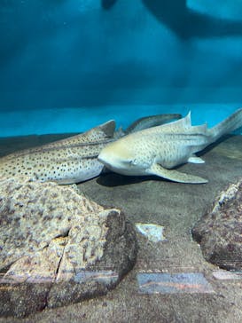 アクアワールド茨城県大洗水族館に投稿された画像（2022/7/28）
