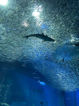 アクアワールド茨城県大洗水族館に投稿された画像（2022/7/28）