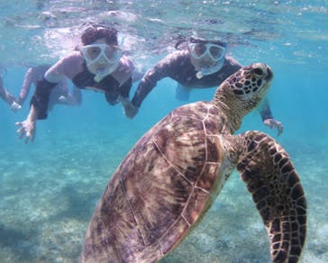 アマミエンシスに投稿された画像（2022/7/28）