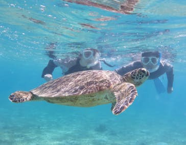 アマミエンシスに投稿された画像（2022/7/28）