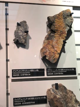 国立科学博物館に投稿された画像（2022/7/29）