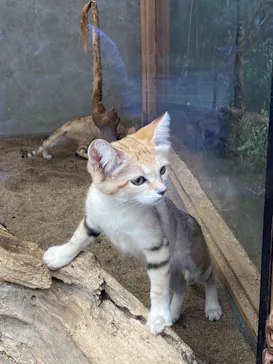 神戸どうぶつ王国に投稿された画像（2022/7/29）