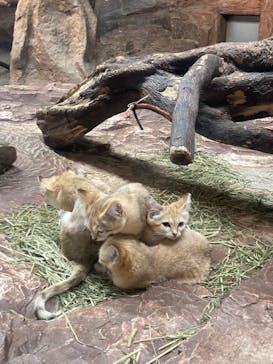 那須どうぶつ王国に投稿された画像（2022/7/29）