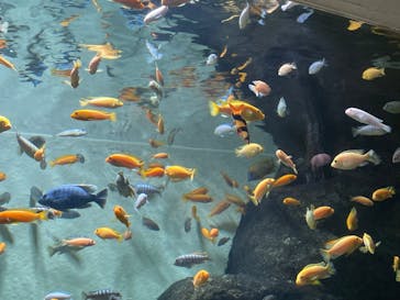 名古屋港水族館に投稿された画像（2022/7/29）