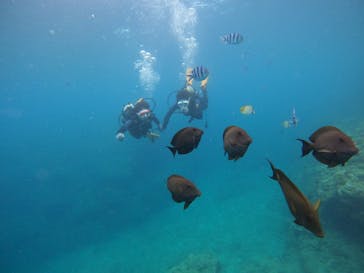 沖縄マリンサービス碧に投稿された画像（2022/7/29）