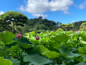 三溪園に投稿された画像（2022/7/29）