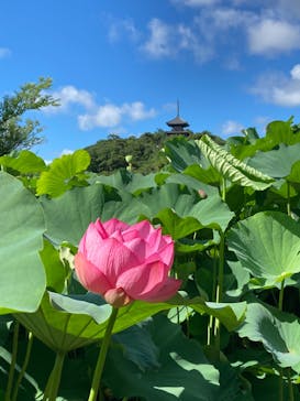 三溪園に投稿された画像（2022/7/29）