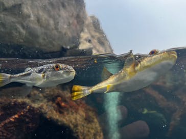 アクアワールド茨城県大洗水族館に投稿された画像（2022/7/29）