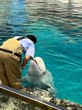 名古屋港水族館に投稿された画像（2022/7/29）