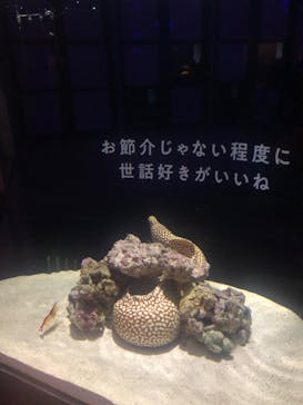横浜開運水族館 フォーチュンアクアリウムに投稿された画像（2022/7/29）