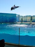 新江ノ島水族館に投稿された画像（2022/7/29）