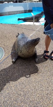 大分マリーンパレス水族館 「うみたまご」に投稿された画像（2022/7/29）