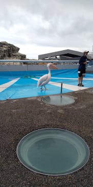 大分マリーンパレス水族館 「うみたまご」に投稿された画像（2022/7/29）