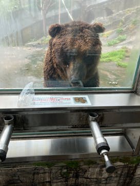 のぼりべつクマ牧場に投稿された画像（2022/7/29）
