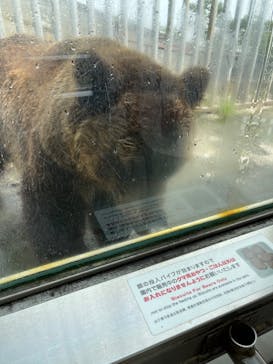 のぼりべつクマ牧場に投稿された画像（2022/7/29）