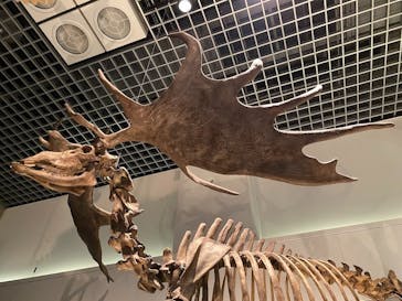 国立科学博物館に投稿された画像（2022/7/29）