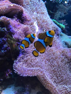 大分マリーンパレス水族館 「うみたまご」に投稿された画像（2022/7/29）