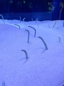 マリンワールド海の中道に投稿された画像（2022/7/29）