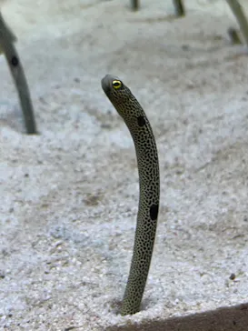 すみだ水族館に投稿された画像（2022/7/29）