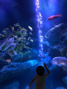 すみだ水族館に投稿された画像（2022/7/29）