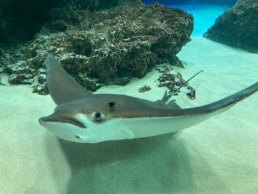 サンシャイン水族館に投稿された画像（2022/7/29）