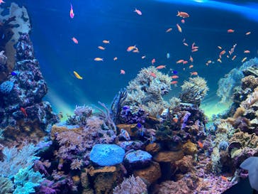 サンシャイン水族館に投稿された画像（2022/7/29）