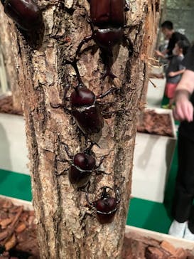 体感するファーブル昆虫展 NAGOYAに投稿された画像（2022/7/30）