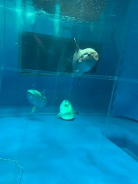 アクアワールド茨城県大洗水族館に投稿された画像（2022/7/30）