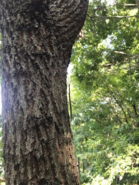 モビリティリゾートもてぎに投稿された画像（2022/7/30）