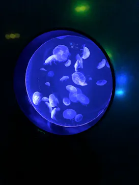 仙台うみの杜水族館に投稿された画像（2022/7/30）