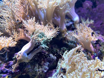 大分マリーンパレス水族館 「うみたまご」に投稿された画像（2022/7/30）