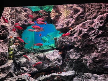 大分マリーンパレス水族館 「うみたまご」に投稿された画像（2022/7/30）