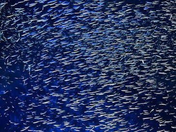 大分マリーンパレス水族館 「うみたまご」に投稿された画像（2022/7/30）