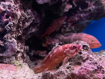 大分マリーンパレス水族館 「うみたまご」に投稿された画像（2022/7/30）