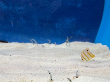 大分マリーンパレス水族館 「うみたまご」に投稿された画像（2022/7/30）